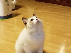 -猫大福·Fortune Cat猫舍(百子湾店)