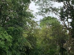 -东莞市大岭山森林公园