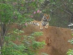 -石家庄市动物园