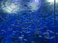 -海合安武汉极地海洋公园