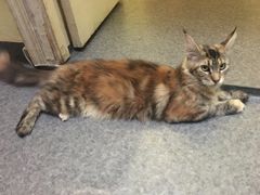 -猫色咖啡·猫咖