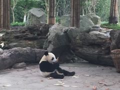 -都江堰中华大熊猫苑