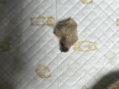 -博特宠物医院24h犬猫全科.骨科·异宠