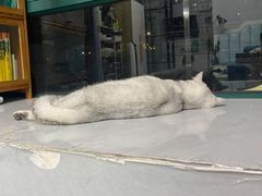 -佳雯宠物医院·皮肤科·内外科(春晓路分院)