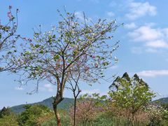 -火炉山森林公园