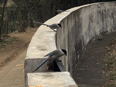 -合肥野生动物园