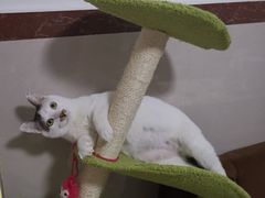 -美联众合动物医院(·中兽医·疑难杂症·严家桥分院)