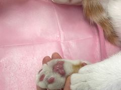 -北京观赏动物医院·24小时大型综合·猫专科·异宠专科