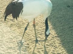-盐城丹顶鹤湿地生态旅游区