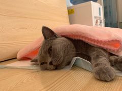 -乐派堂宠物医院·猫友好· 心脏科(东街店)