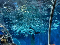 -上海海洋水族馆