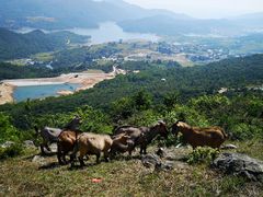 -大姆山草场