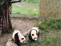 -重庆动物园·东二门售票处