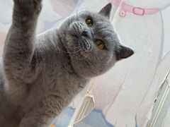 -猫小院猫主题咖啡厅(北锣店)