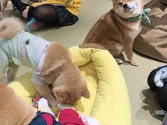 -逗柴咖啡屋·狗咖猫咖宠物桌游