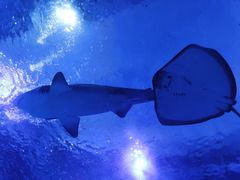 -海合安武汉极地海洋公园