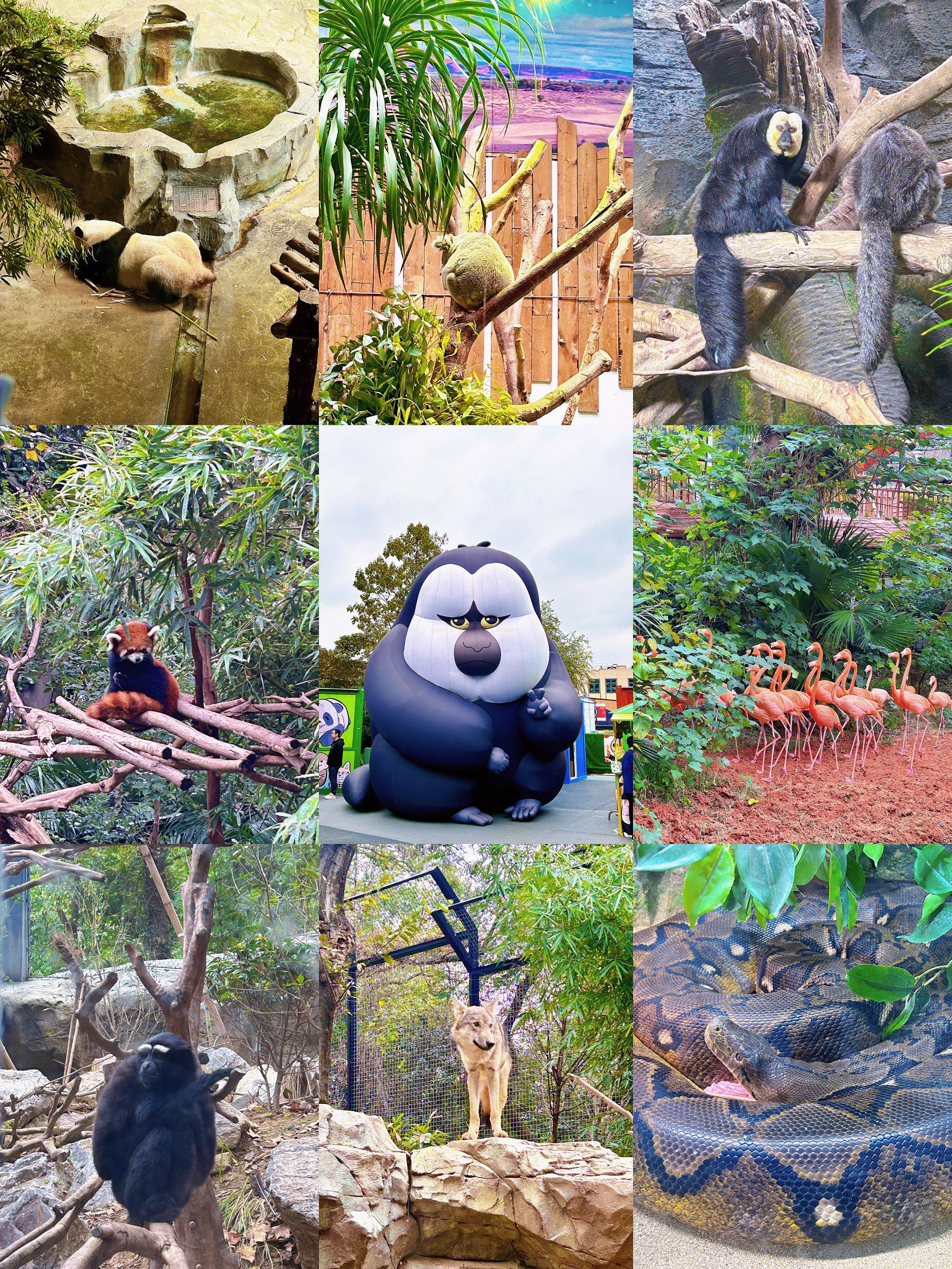 周末去看看动物园快乐的动物们