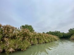 -大湾区中央湿地公园