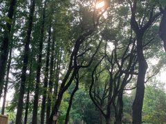 -上海醉白池公园