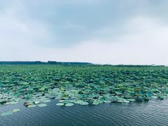 -微山湖红荷湿地景区