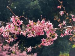 -狐尾山公园