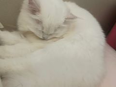 -瑞鹏宠物医院·骨科·猫科·内科(第一中心)