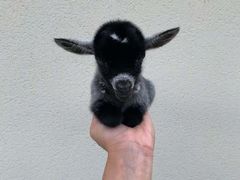 -草原塞蛮羊火锅城(港湾店)