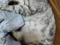 -全心全意连锁动物医院·微创中心·内科急重症·心脏专科(丰管路店)