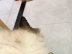 -中农大我爱我爱动物医院·核磁CT·猫病·24小时夜诊中心(石佛营店)