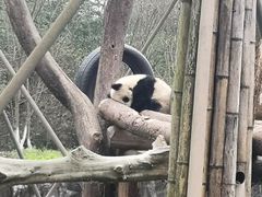 -都江堰中华大熊猫苑