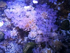 -瑞普利水族馆