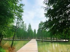 -泗洪洪泽湖湿地景区