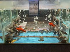 水产区-丹江渔村(首都机场店)