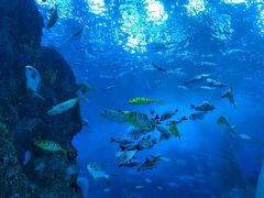 -芜湖新华联大白鲸海洋公园