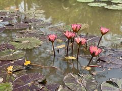 -中国科学院西双版纳热带植物园