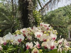-中国科学院西双版纳热带植物园