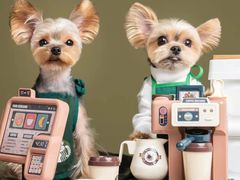 -萌宠之家·腊肠犬·马尔泰·小体犬舍