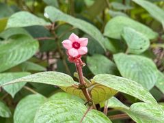 -曼听御花园