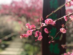 -香雪海