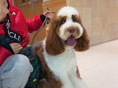 -帕帕拉兹宠物(亚洲旗舰店)