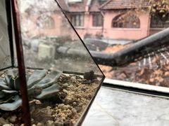 -蝶舍·MAISON PAPILLON