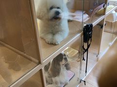 -Pets First伊珊娜洗护·精致美容·家庭式寄养(新会路店)