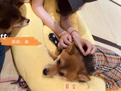 -逗柴咖啡屋·狗咖猫咖宠物桌游