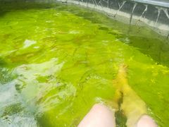 -黄山温泉国际旅游度假区