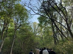 -紫金山山顶公园