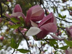 -田园东方蜜桃村的田野营地
