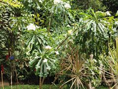 -中国科学院西双版纳热带植物园