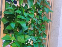 -休记光头香辣蟹干锅(绵竹店)