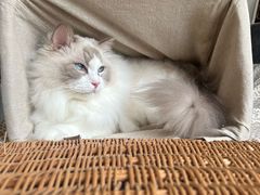 -瑞鹏宠物医院·骨科·猫科·内科(第一中心)
