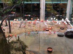 -麒麟中餐厅·经典粤菜·地道菜式老字号(广州长隆酒店)
